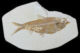 Detailed Fossil Fish (Knightia) - Wyoming #88564-1